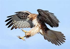 Image result for Large Hawk