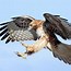 Image result for Human Hawk