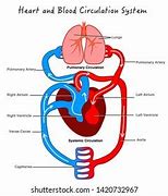 Image result for Label of the Circulatory System