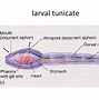 Image result for Subphylum of Chordata