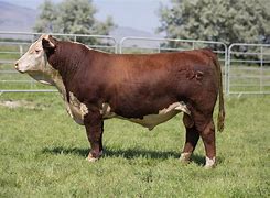 Image result for Hereford Bull Calves