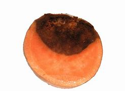 Image result for Sweet Potato Root Rot