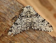 Image result for Peppered Moth Eggs