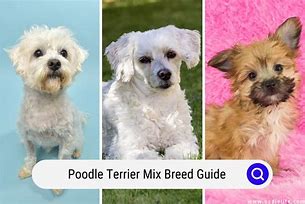 Image result for Poodle Terrier