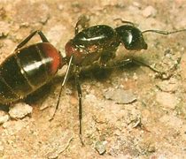 Image result for Largest Ant in the World