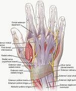 Image result for Extensor Tendons Dorsal Hand