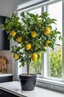 Image result for Dwarf Lemon Tree Indoor