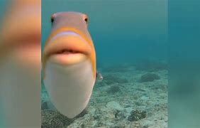 Image result for Let Me Be Clear Fish Meme