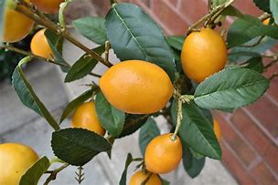 Image result for Lemon Tree Stem