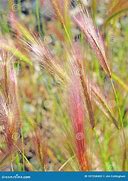 Image result for Foxtail Barley