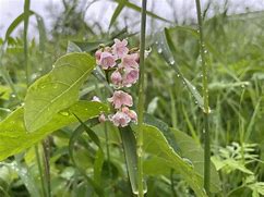 Image result for Dogbane National Parks