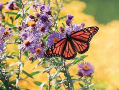 Image result for Butterflies Garden