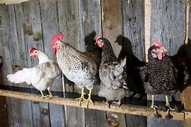 Image result for chicken roost spacing