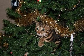 Image result for Cat Inside Christmas Tree