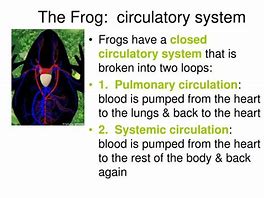 Image result for Frog Circulatory System Diagram