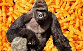 Image result for Cheeto That Looks Like Harambe