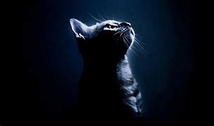 Image result for Black Cat with Shades