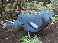 Image result for Victoria Crowned Pigeon