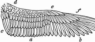 Image result for Kestral Wing