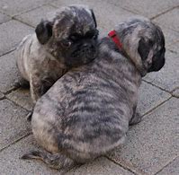 Image result for Pug Puppies Brindle