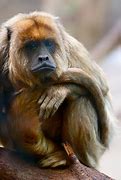 Image result for Big Know World Monkeys