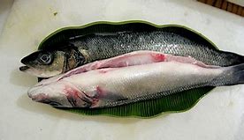 Image result for Gut of Fish