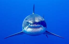 Image result for Shark Blud