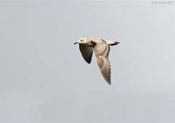 Image result for Juvenile Caspian Gull