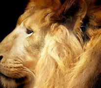 Image result for lion kitten wallpaper