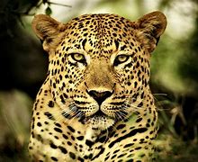 Image result for Back of a Leopard