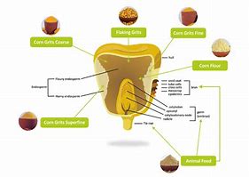 Image result for Corn Seed Structure Diagram