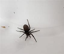 Image result for Brown House Spider California