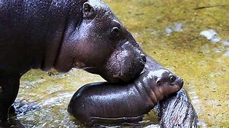 Image result for New Baby Hippo