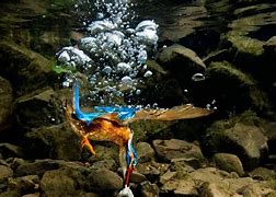 Image result for Kingfisher Wallpaper 4K