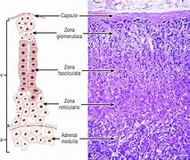 Image result for Adrenal Cortex Histology