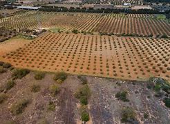 Image result for Olive Tree Aerial View