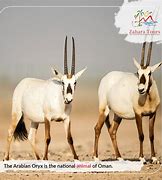 Image result for National Animal of UAE