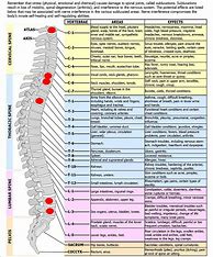 Image result for Spinal Nerves List