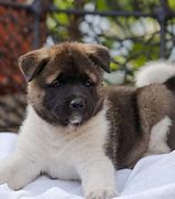 Image result for Black Akita Puppies