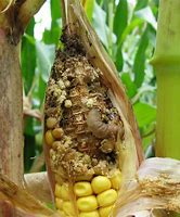 Image result for Corn Pests