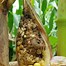 Image result for Corn Pests