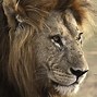 Image result for Black Mane Lion Wallpaper HD