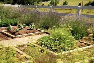 Image result for Chives in Herb Garden