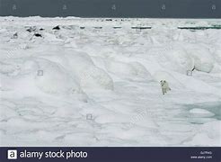 Image result for Tundra Biome Arctic Fox