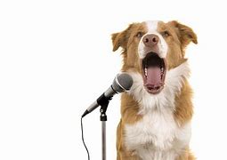 Image result for Funny Dog Singage