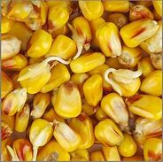 Image result for Planting Corn Seeds