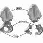 Image result for Pelvis and Hip Joint