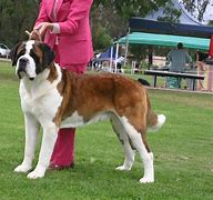 Image result for Giant St. Bernard Dogs