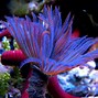 Image result for Sea Animals and Plants