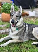 Image result for Husky Wolf Mix